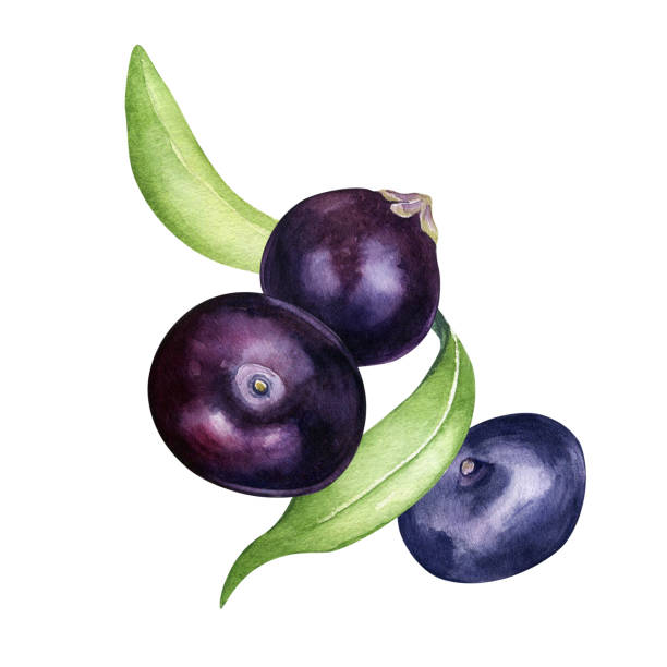 Açaí Berry: The Amazonian Superfruit of Nutritional Splendor