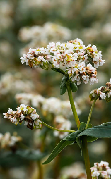 Buckwheat: The Nutrient-Dense Grain with Timeless Appeal