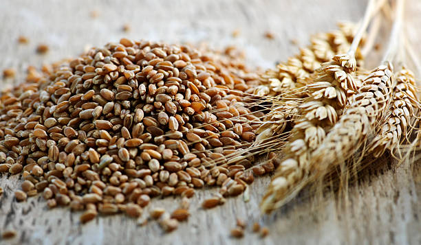 Triticale: The Nutrient-Rich Hybrid Grain