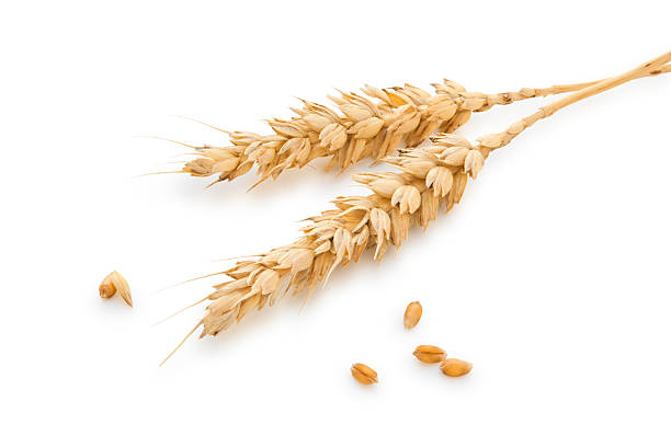 Spelt: The Ancient Grain of Nutritional Resilience